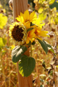 sunflowers at St Remy.