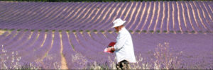 Attendee in Lavender Fields