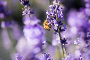 Lavender and bee. Image from Unsplash