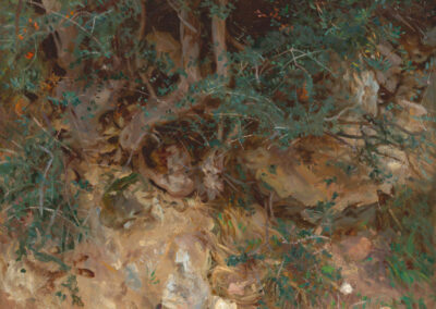 Wild-Olive-Tree-Roots-400×284