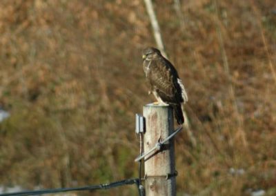Buzzard-on-lampost-400×284
