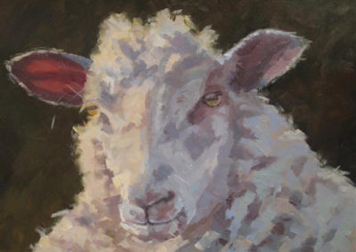 Mouton – Frontenay Sheep – Laura Wambsgans