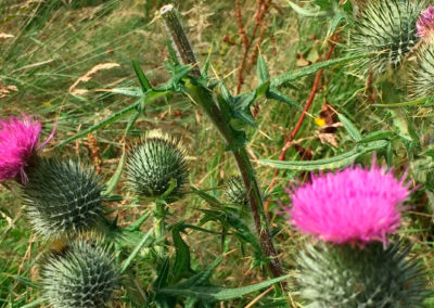 thistle-400×284