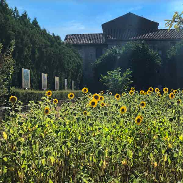 ST-RemSunflowers_4796