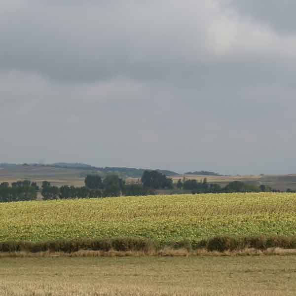Sunflowers-and-distant-hillsic